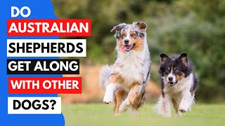 Are Australian Shepherds Good with Other Dogs? by Juniper Pets 1,736 views 1 year ago 4 minutes, 59 seconds