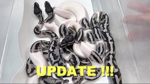 Lightning Pied Clutch Update !!! Cypress Clown !!