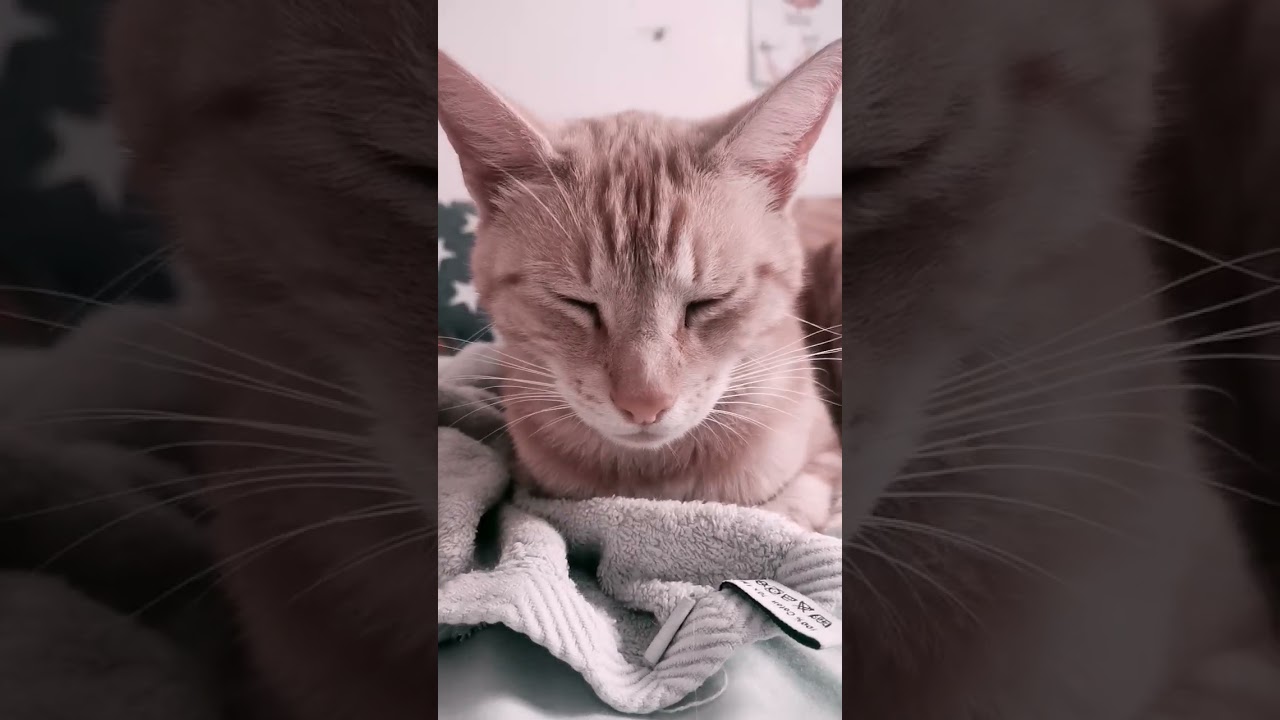 mon chat à fain il va me griffé