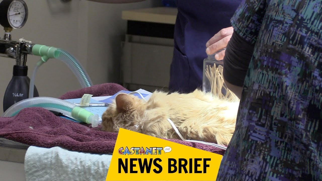 SPCA, TRU team up for cat care Pet News Live