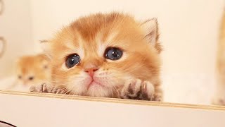 Bırakın bizi! Bu kutu oyunlarımız için zaten çok küçük! screenshot 1