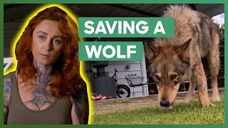 Mariah Rescues A Wolf By Herself Pit Bulls & Parolees