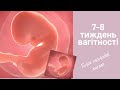 7 - 8 тиждень вагітності / Вагітність по тижнях