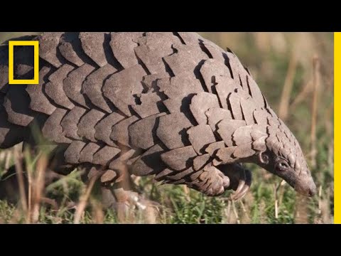 Pangolins: The Most Trafficked Mammal You've Never Heard Of | National Geographic What are pangolins? If you've never heard of the pangolin, you're not alone. This shy creature, as big as your cat or dog, is the world's most trafficked mammal ..., From YouTubeVideos