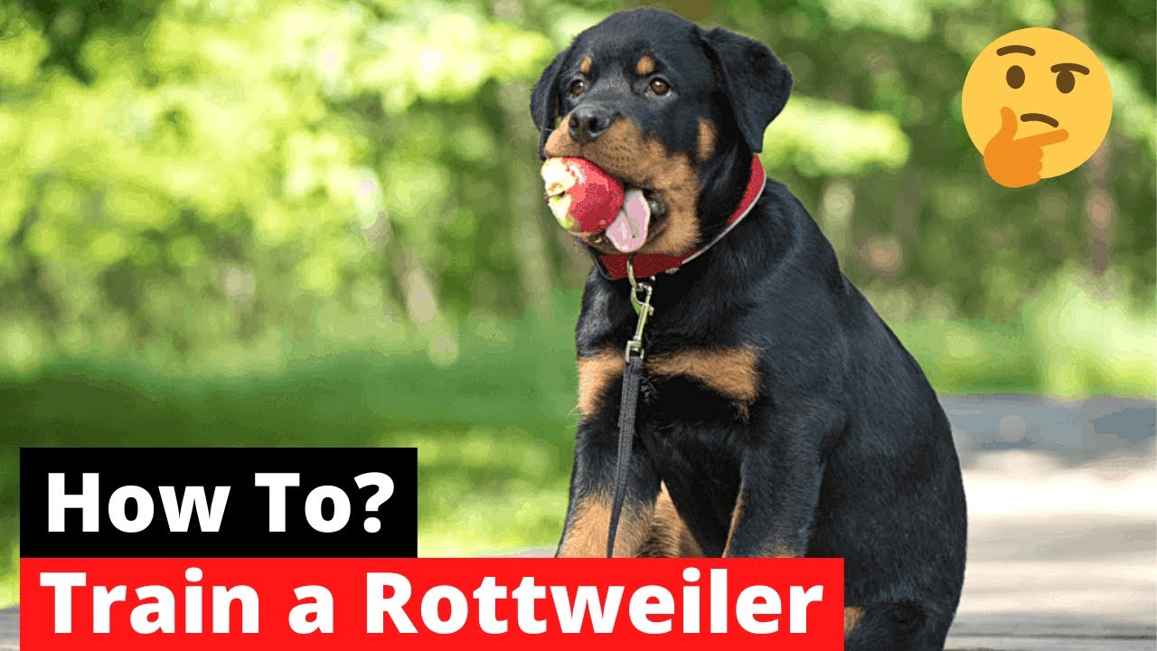 Rottweiler Training Tips – Your Guide To Raising This Loyal Breed In 2023 -  Youtube