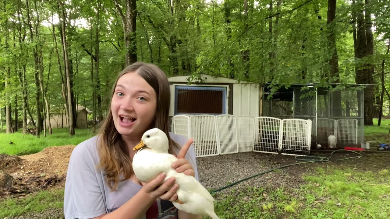 Do I Clip My Ducks Wings?