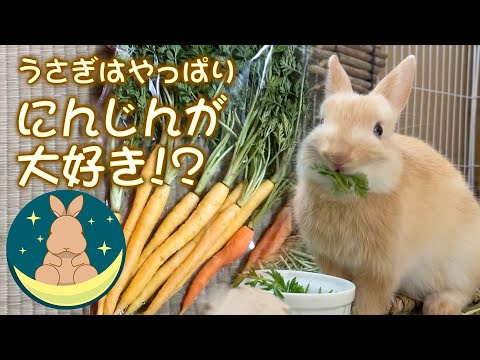 うさぎはやっぱり にんじんが大好き！？ [17] - YouTube