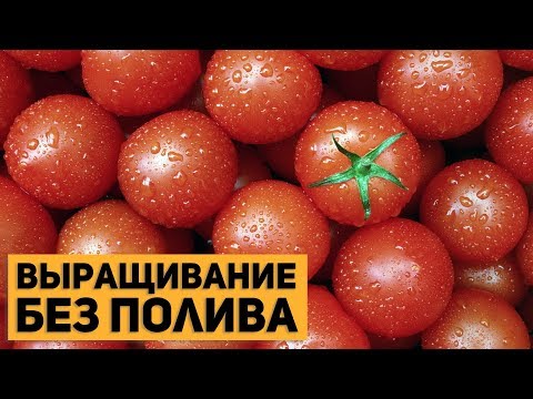 Video: Agrotechnika Dopravníka Na Pestovanie Paradajok