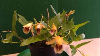 Coelogyne ovalis Coelogyne ovalis