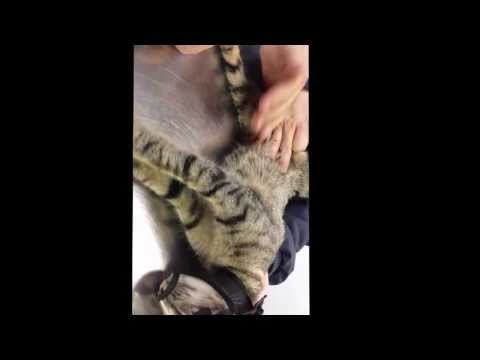 PURR-Muzzle in use