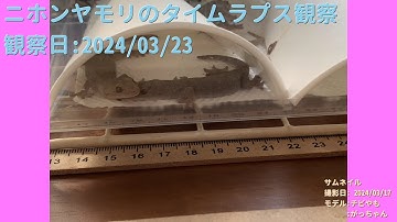 【For Work】 RPi-Cam-Web-Interfaceを使ったテスト（Timelapse） 2024年03月23日