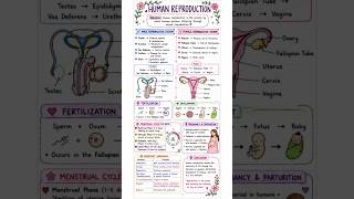 Human reproduction handwritten notes with diagram