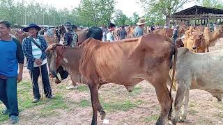 การซื้อขายคึกคัก แต่อิงราคาเนื้อ วัวเลี้ยงยังเหนื่อย# คนเลี้ยงวัว# วิถีอีสาน@ AmnatTaypoh