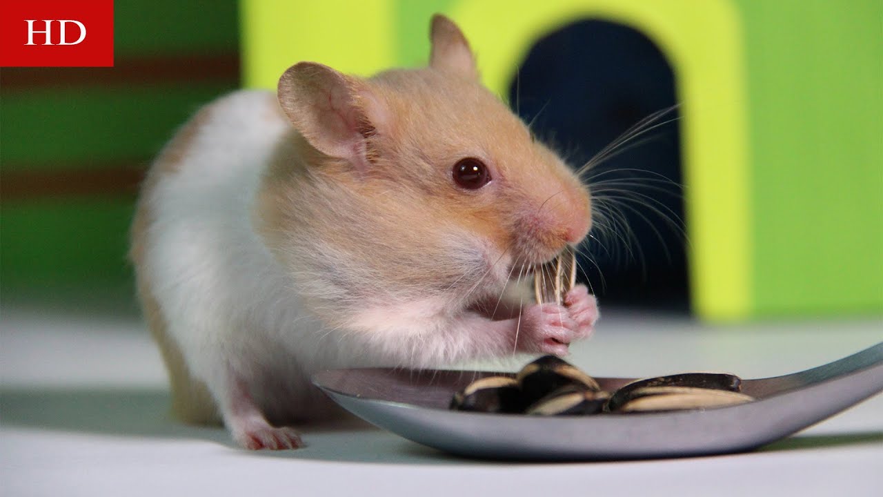 Tiny Hamster Storing Food YouTube