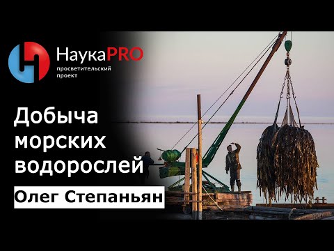 Как добывают морские водоросли – биолог Олег Степаньян | Научпоп