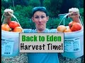 Back to Eden Harvest Time!~