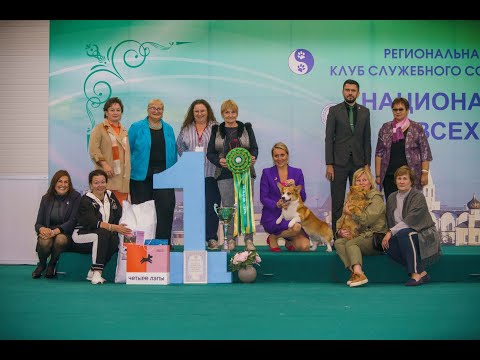 Выставки собак Казанский Тубэтэй 202 и Йолдыз казань 2022 / Казань Экспо