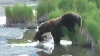 BEAR KILLS CUB | Katmai National Park, Alaska