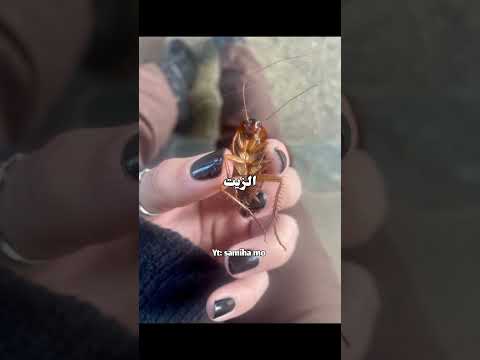 معلومات سوف تنقذ حياتك قصص بالدارجة المغرب قصص واقعية قصص