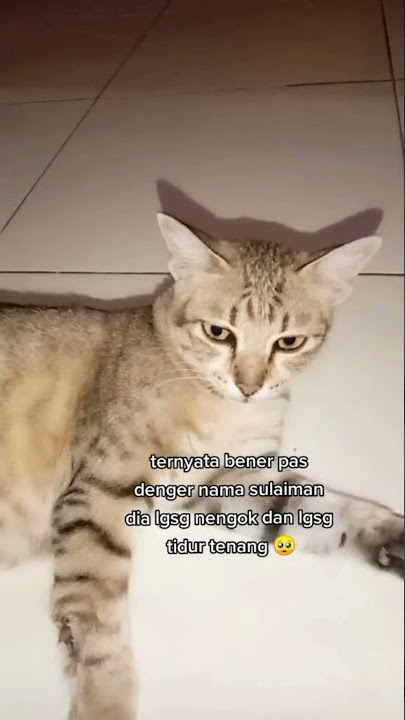 Reaksi Kucing Saat Mendengar Ayat Sulaiman, Seperti Mencari Sumber Bunyi #1 #AyatSulaiman #Shorts