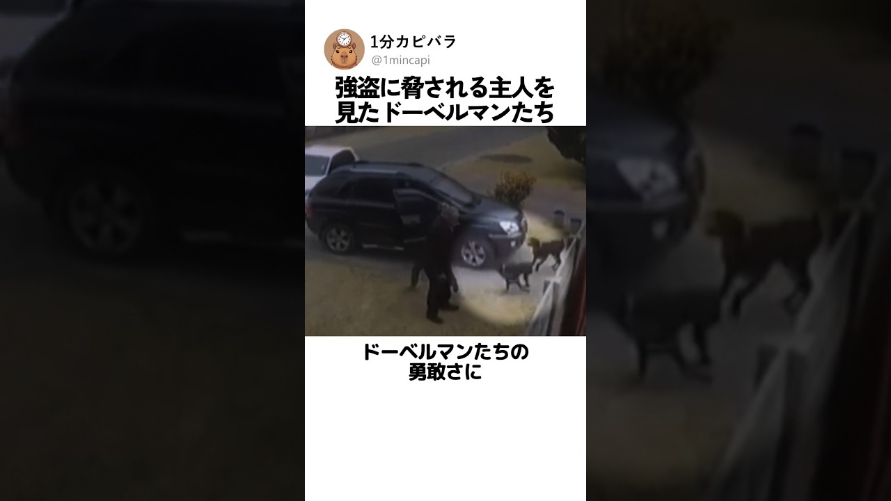 強盗に脅される主人を見たドーベルマンたち