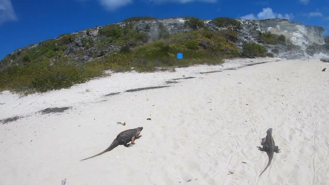 Sailing Melody. Beneteau 41.1 Wild Iguanas at Bitter Guana Cay, Exuma