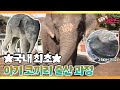 [TV 동물농장 레전드/SUB] ‘국내 최초 공개! 아기 코끼리 출산’ 풀버전 다시보기 #TV동물농장 #AnimalFarm #SBSstory