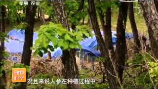 20150812 绿色时空 寻找东北虎踪迹