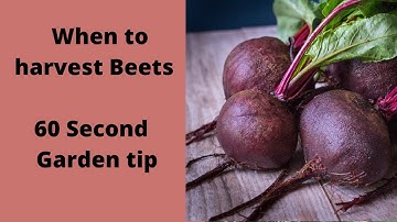 When to harvest Beets -60 second Garden Tip