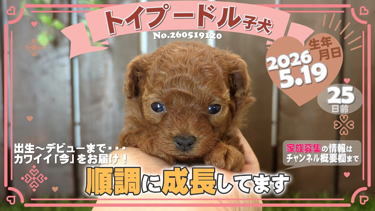 トイプードル子犬｜2026.5.19生（25日齢）②｜レッドフォーン｜女の子