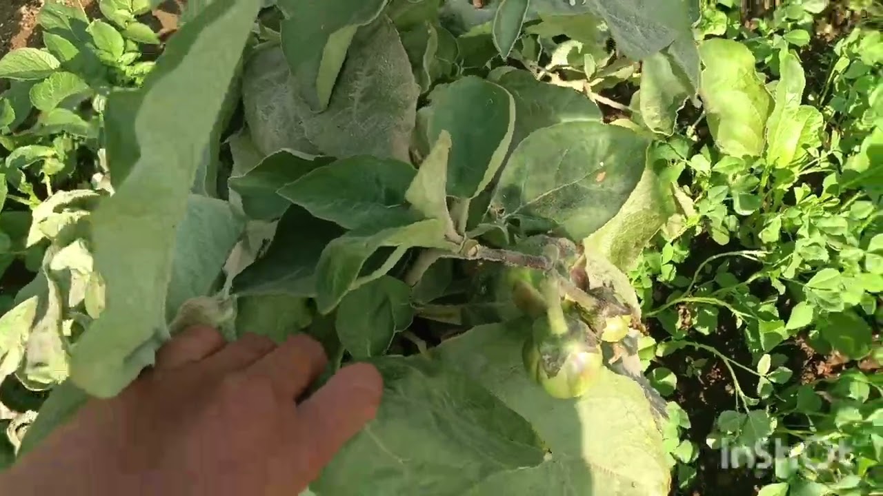 પાથુ ભાઈ ની વાડી ની મોજ કુંડલી 