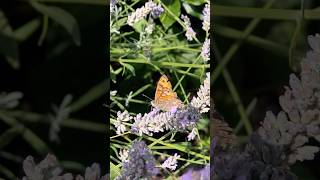A Rare & Declining Butterfly - The Wall Brown