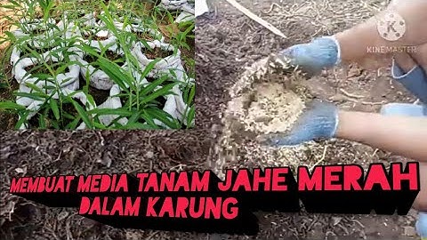 membuat media untuk tanaman jahe merah ( menggunakan karung)