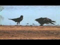 Crow vs Hawk