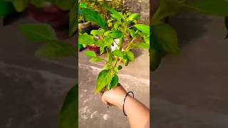 जो कम करो दिल से करो❤️👍#motivational #shrot #video