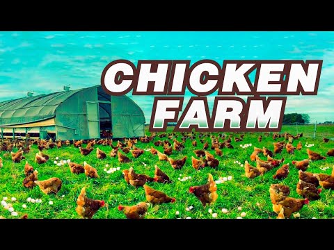 How to Raise Thousands of Free-Range Chickens for Eggs & Meat | Poultry ...