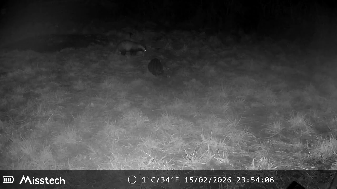 Feral Cat and Badger