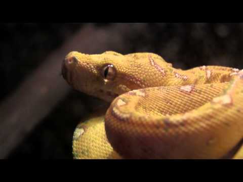 Juvenile green tree python "luring" with her tail