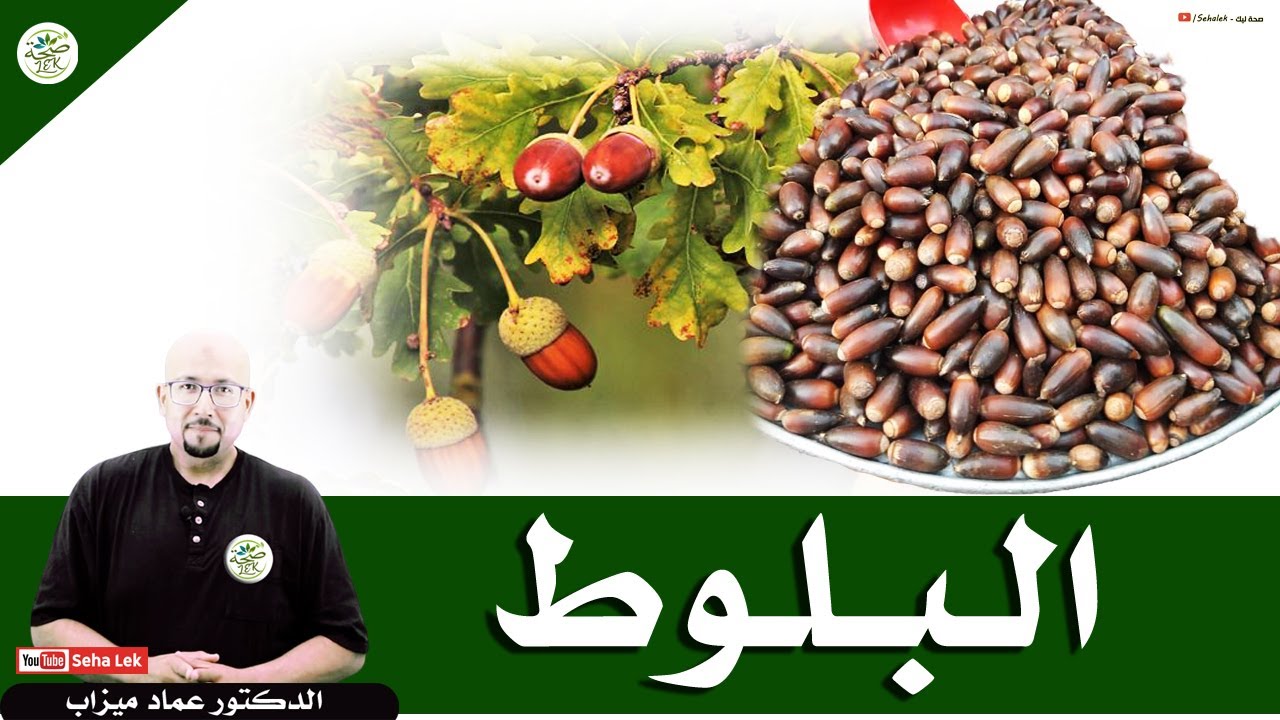 البلوط : فوائده للصحة والجمالية / د. عماد ميزاب Doctor imad mizab
