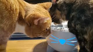 How To Catit Pixi Water Fountain  With Cat Review
