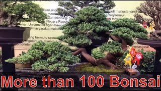 Bonsai Exhibition in Indonesia with over 100 Amazing Bonsai trees