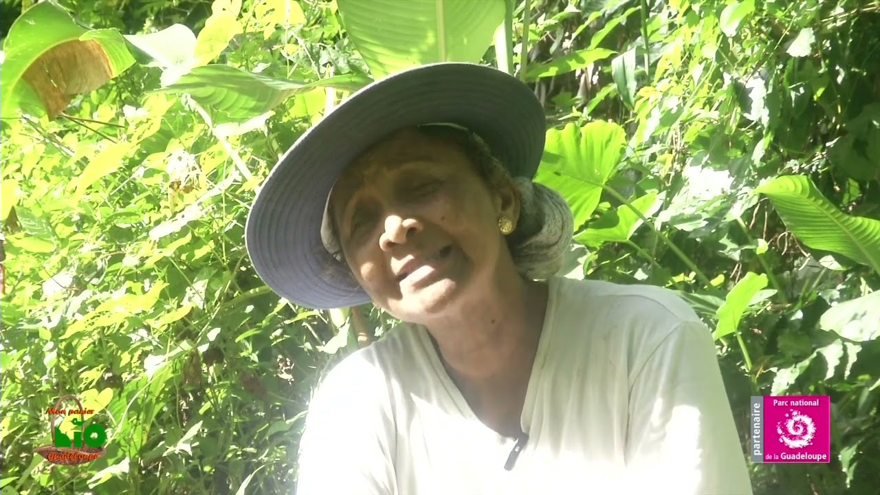 Fruits et légumes d'antan N°8 Le Topinambour, présenté par le Png et Mon panier BIO