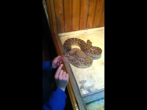 ჩხრიალა გველი! / Chxriala Gveli! / Rattlesnake!