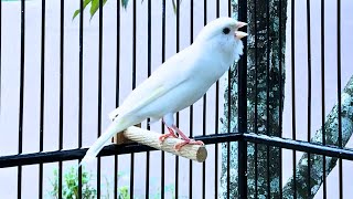 Votre Canari chantera IMPARABLEMENT