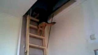Honden bloopers screenshot 4