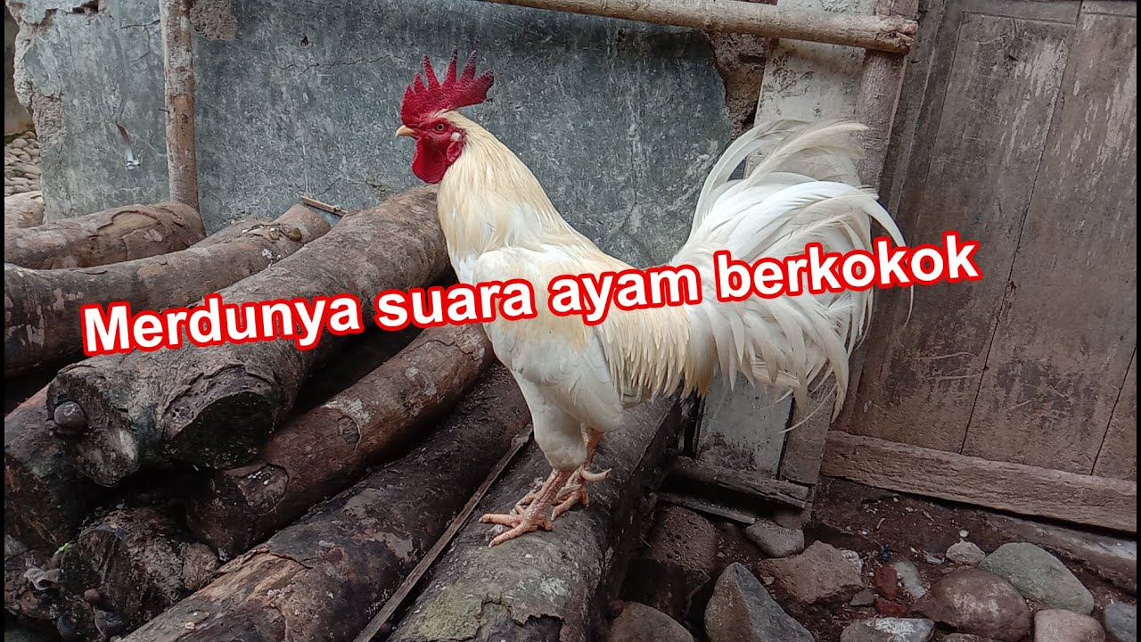  Suara  Ayam  Jago  Berkokok  YouTube