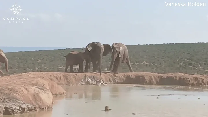 Full Video - Elephant Herd Rescue Calf from Dam thumbnail