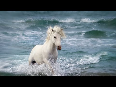 ➔ Китайский гороскоп 🔴 (Год Лошади 2023)