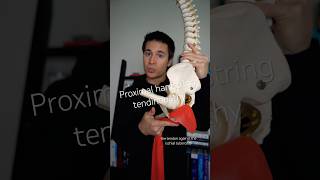Everything runners should know about proximal hamstring tendinopathy (upper hamstring pain)