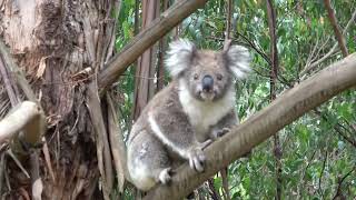 Koalas Dont Just Sleep All Day - January 2022